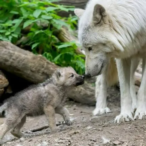 Wolf Mother