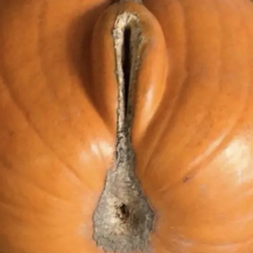 Pumpkin-chan
